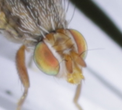 Tephritidae: Dioxyna bidentis, femmina